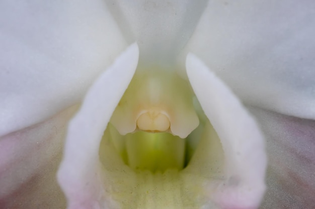 写真 白い花のクローズアップ