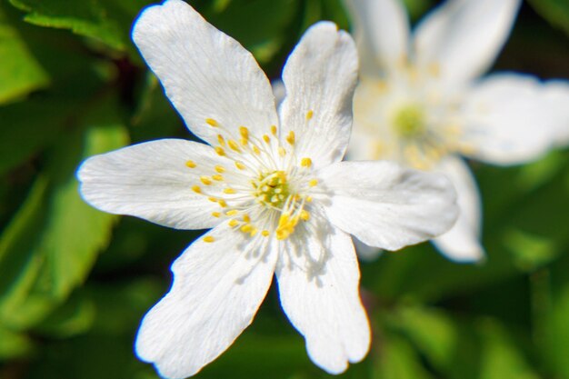 写真 白い花のクローズアップ