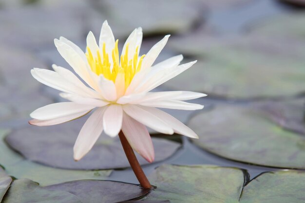 写真 白い花のクローズアップ