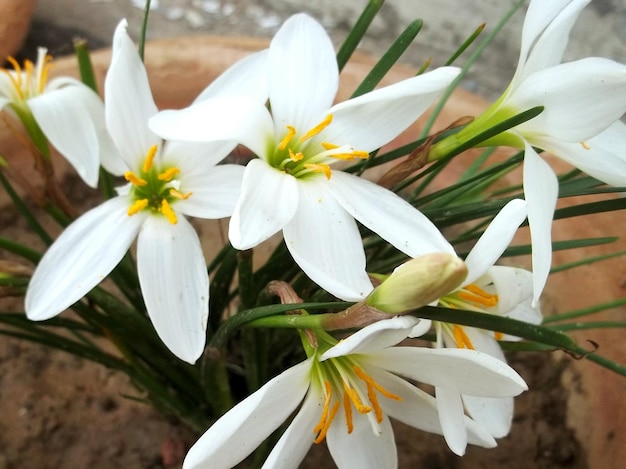 写真 白い花のクローズアップ