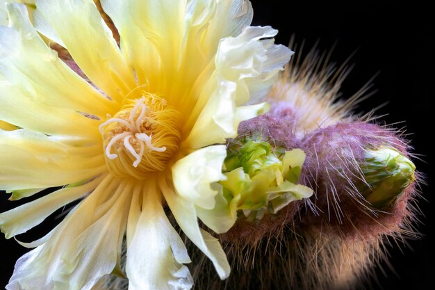 写真 白い花のクローズアップ