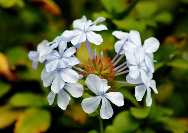 写真 白い花のクローズアップ