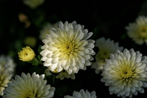 写真 白い花のクローズアップ