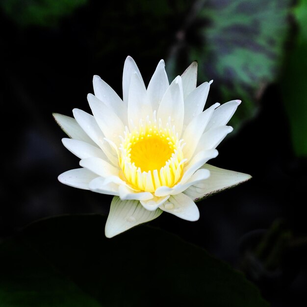 Фото Близкий взгляд на белый цветок