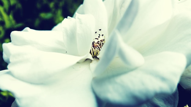 写真 白い花のクローズアップ