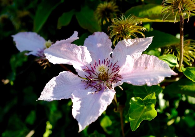 写真 白い花のクローズアップ