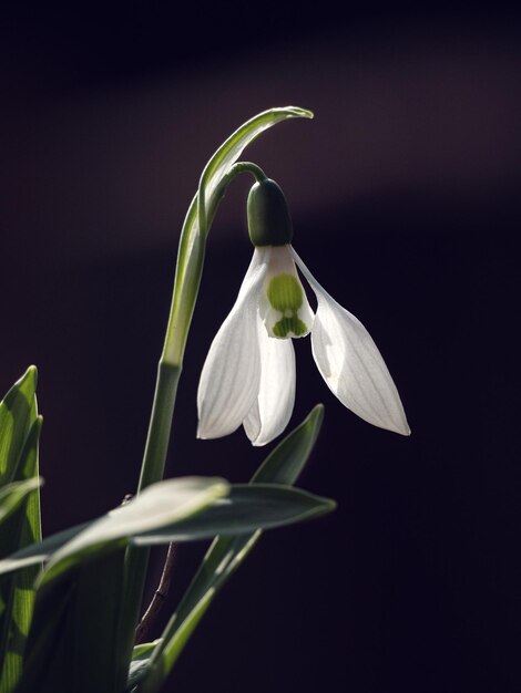 写真 黒い背景の白い花の植物のクローズアップ