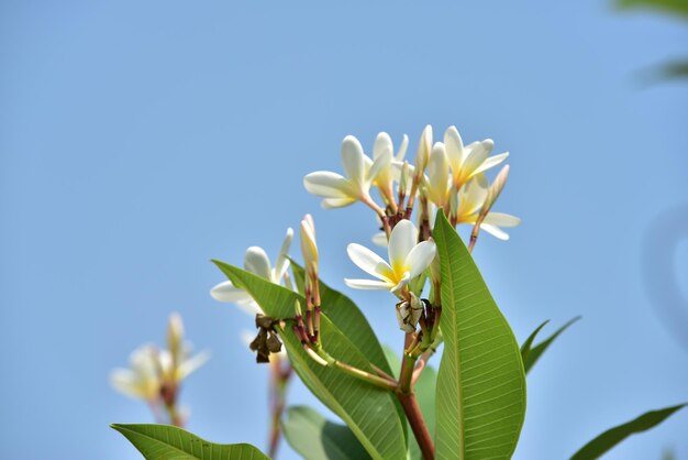 写真 青い空を背景に白い花の植物のクローズアップ