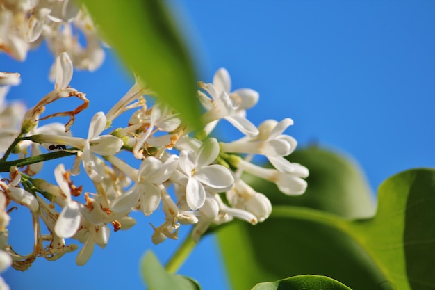 写真 澄んだ青い空を背景に白い花の植物のクローズアップ