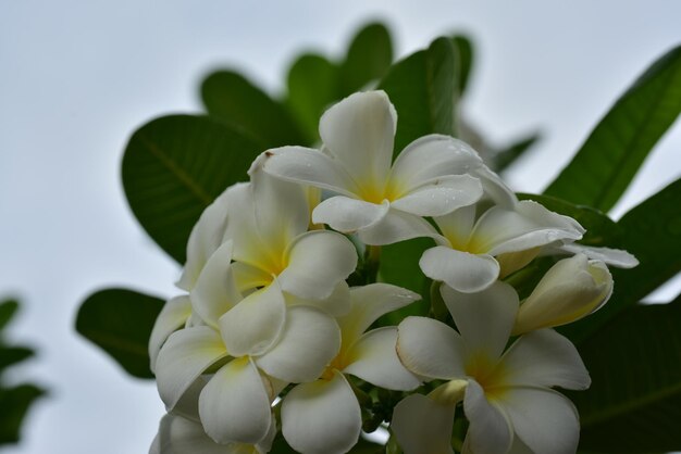 写真 空を背景に白い花の植物のクローズアップ