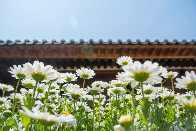 사진 하늘 을 배경 으로  꽃 이 피는 식물 의 클로즈업