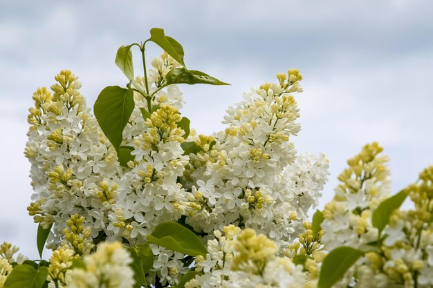 写真 空を背景に白い花の植物のクローズアップ