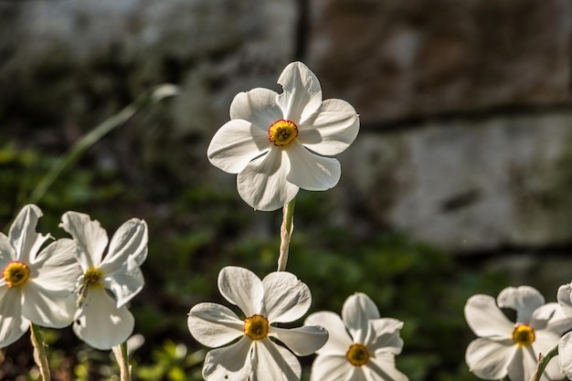 写真 公園の白い花の植物のクローズアップ