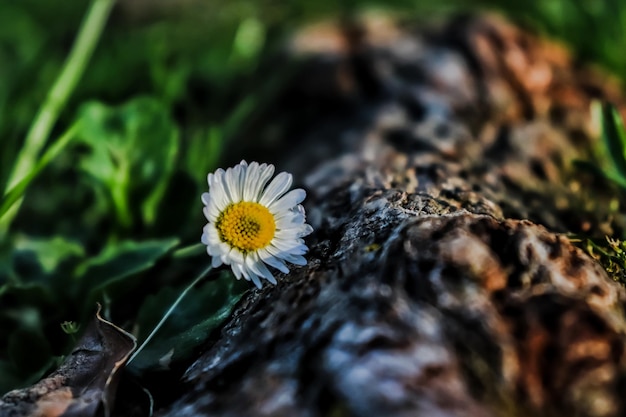 写真 畑の白い花の植物のクローズアップ