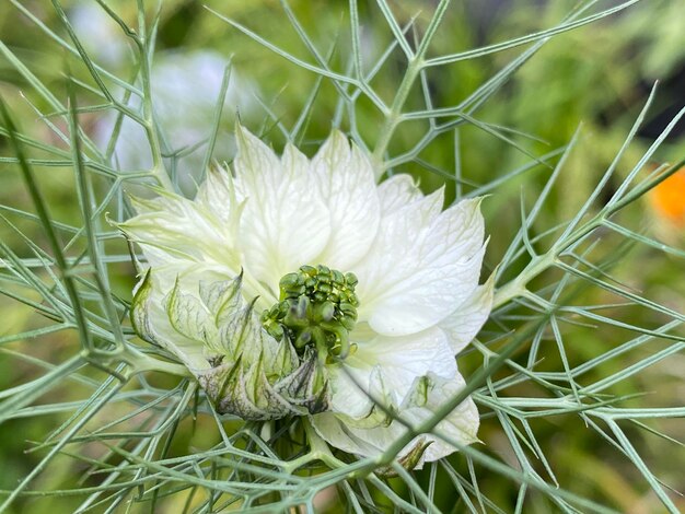 写真 畑の白い花の植物のクローズアップ