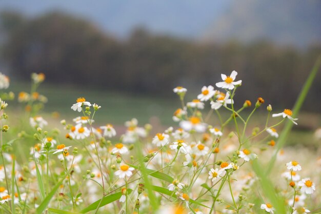 写真 畑の白い花の植物のクローズアップ