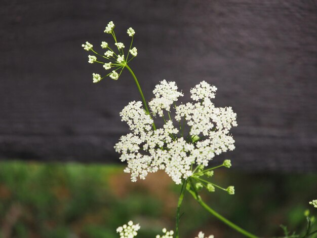 写真 白い花の植物のクローズアップ