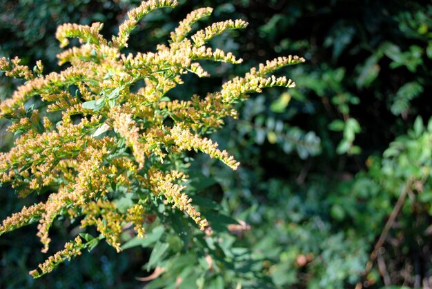 写真 白い花の植物のクローズアップ