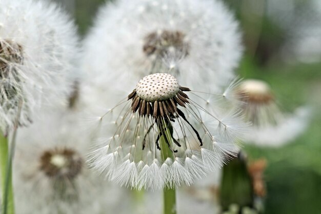 写真 白い花の植物のクローズアップ