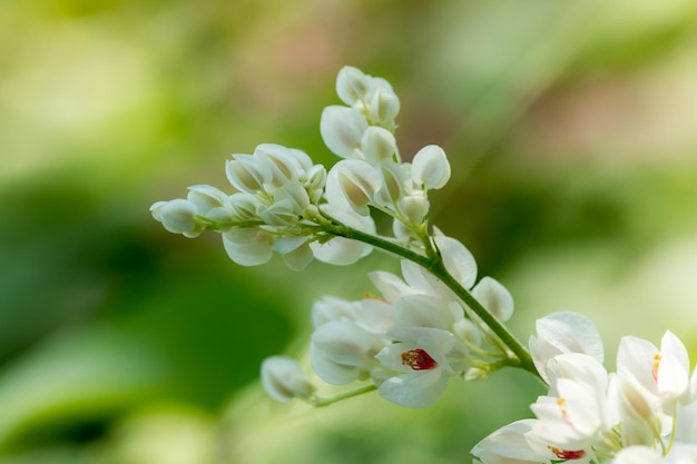 写真 白い花の植物のクローズアップ