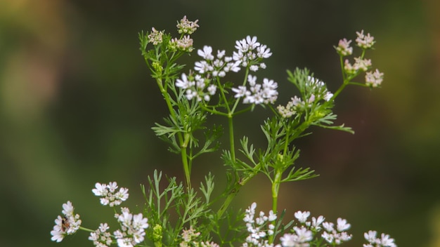 写真 白い花の植物のクローズアップ