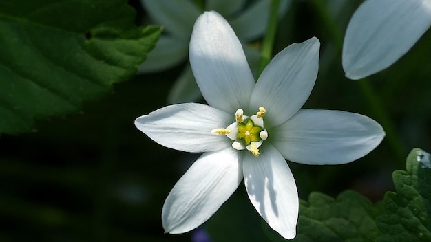 写真 白い花の植物のクローズアップ