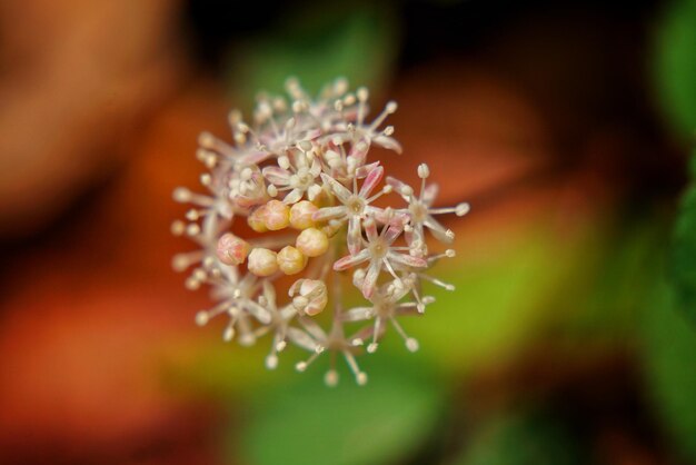 写真 白い花の植物のクローズアップ