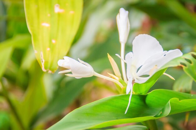 写真 白い花の植物のクローズアップ