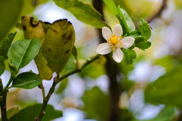 写真 白い花の植物のクローズアップ