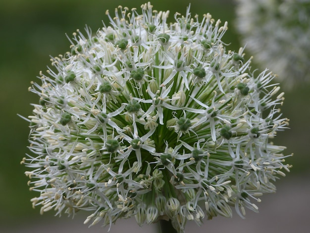 写真 白い花を ⁇ かせる植物のクローズアップ