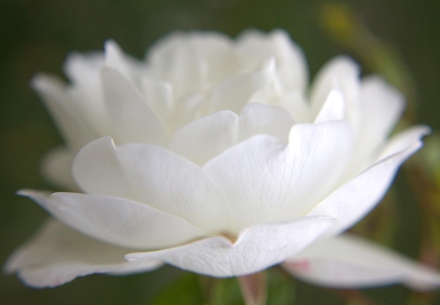 Фото Близкий план белого цветущего растения