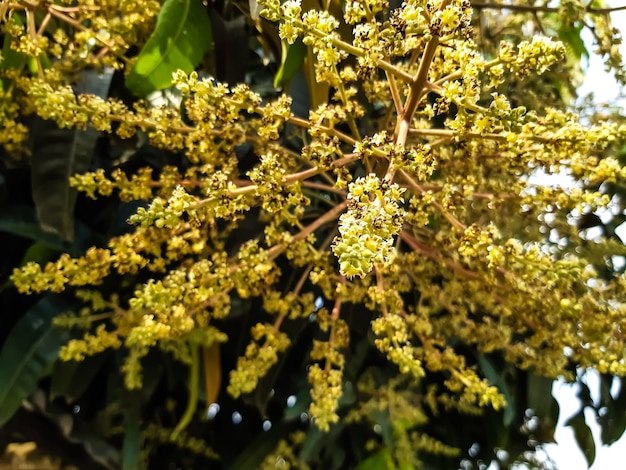 写真 白い花の植物のクローズアップ