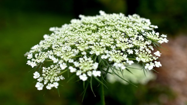 写真 白い花の植物のクローズアップ