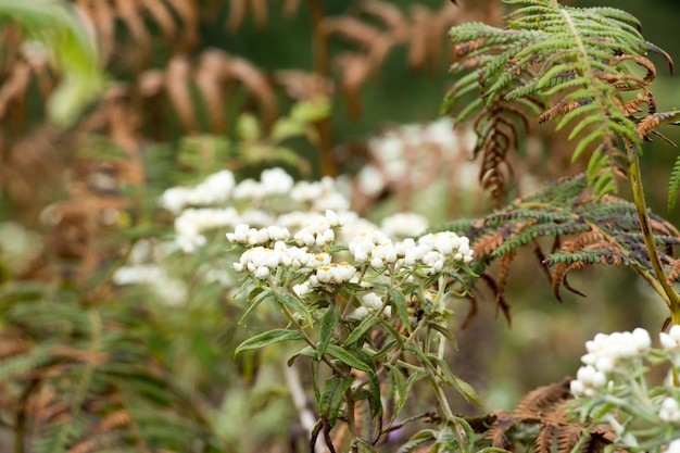 Фото Ближайший план белого цветущего растения