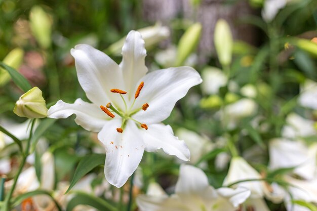 写真 白い花の植物のクローズアップ