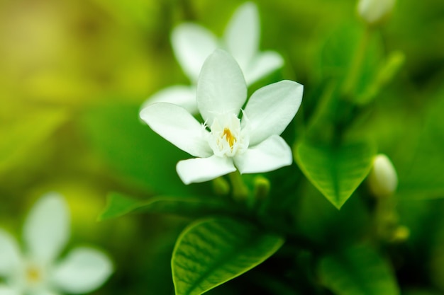 写真 白い花を ⁇ かせる植物のクローズアップ