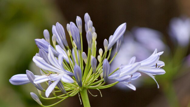 写真 白い花の植物のクローズアップ