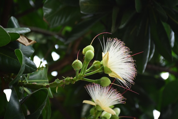 写真 白い花の植物のクローズアップ