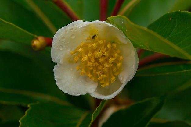 写真 白い花の植物のクローズアップ