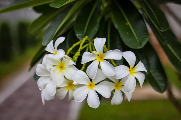 写真 白い花の植物のクローズアップ