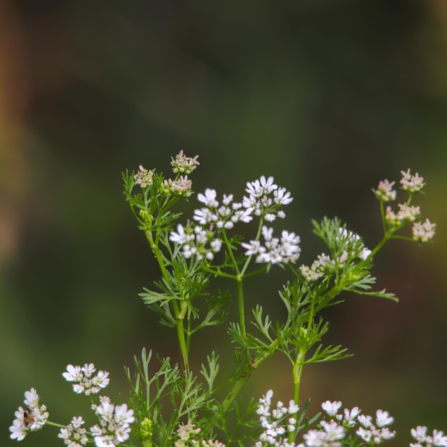 写真 白い花の植物のクローズアップ