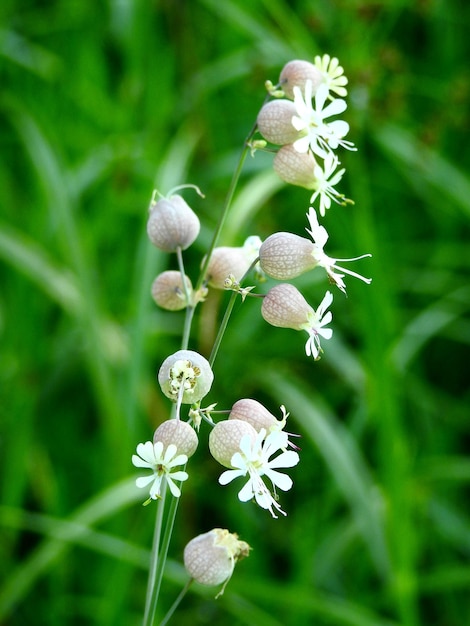 写真 白い花の植物のクローズアップ