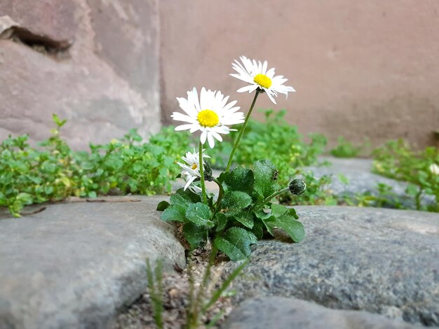 写真 白い花の植物のクローズアップ