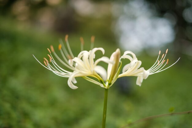 写真 白い花の植物のクローズアップ