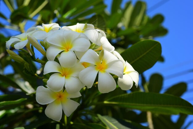 写真 白い花の植物のクローズアップ