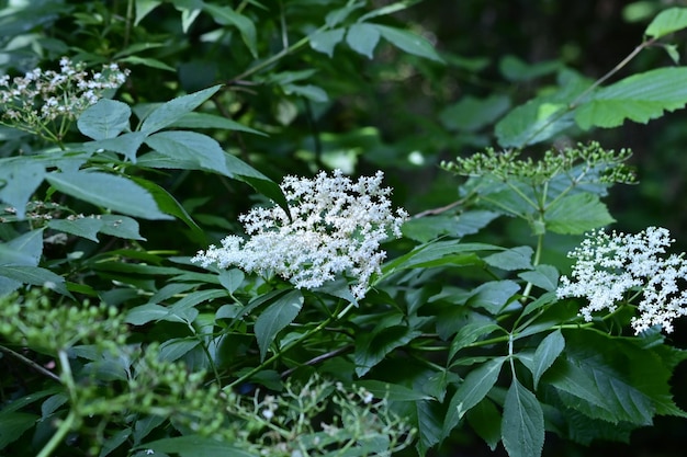 写真 白い花の植物のクローズアップ