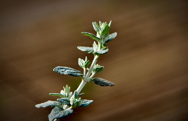 写真 白い花の植物のクローズアップ