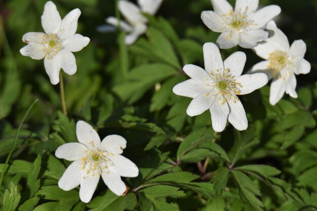 写真 白い花の植物のクローズアップ