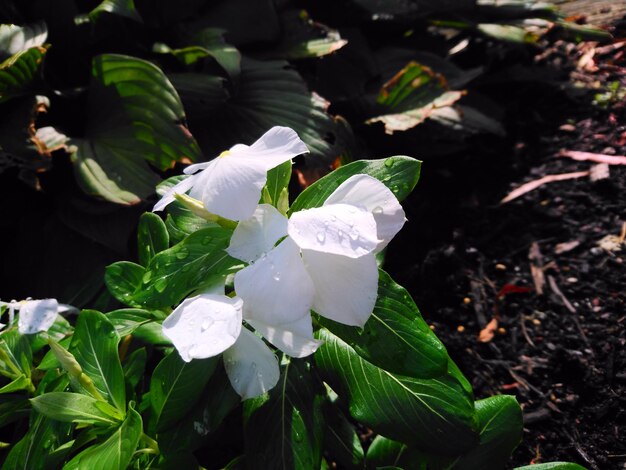 写真 白い花の植物のクローズアップ