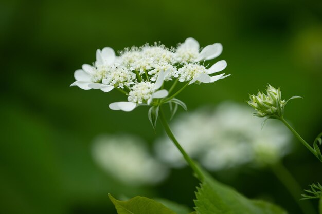 写真 白い花の植物のクローズアップ